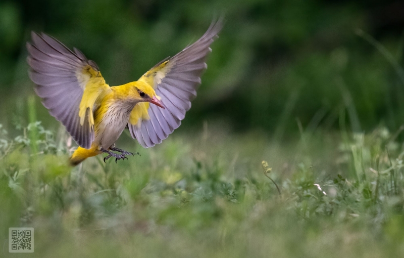 golden oriole